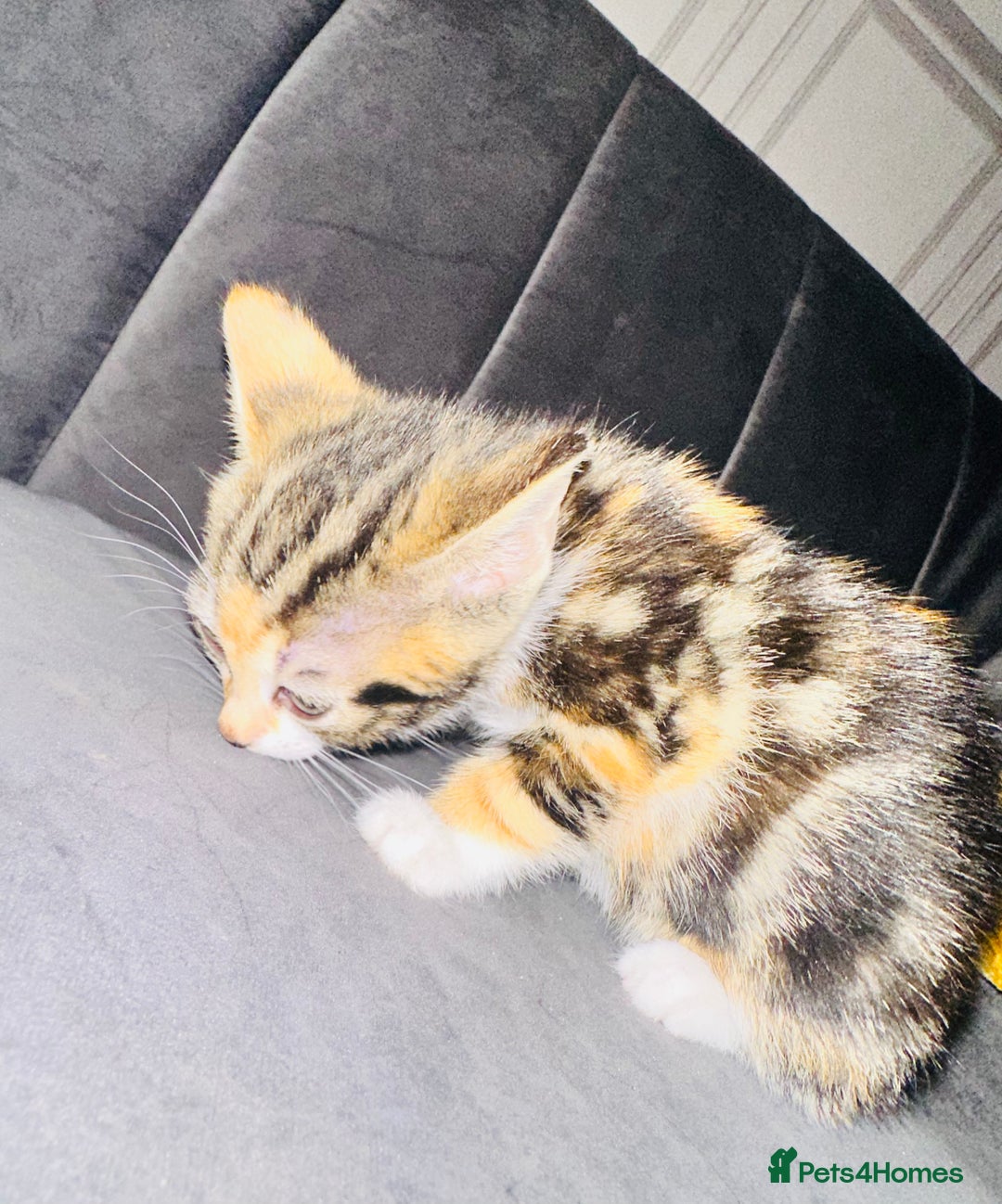 Mixed Breed cats for sale: Calico/tabby kittens  - Image 8