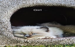 Ragdoll cats for sale: Pure Breed Ragdoll Kittens 1 Boy and 1 Girl - Image 7
