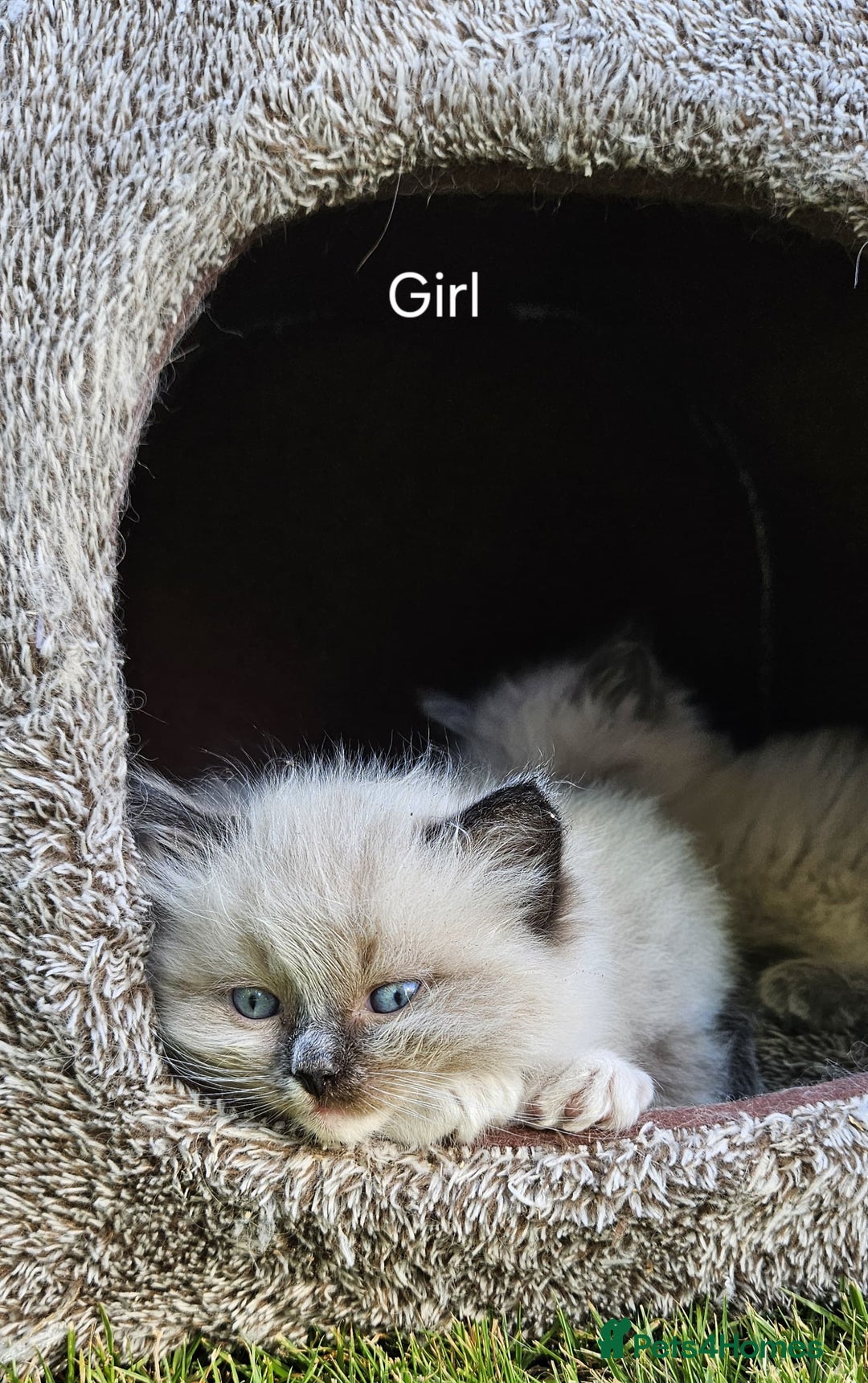 Ragdoll cats for sale: Pure Breed Ragdoll Kittens 1 Boy and 1 Girl - Image 7