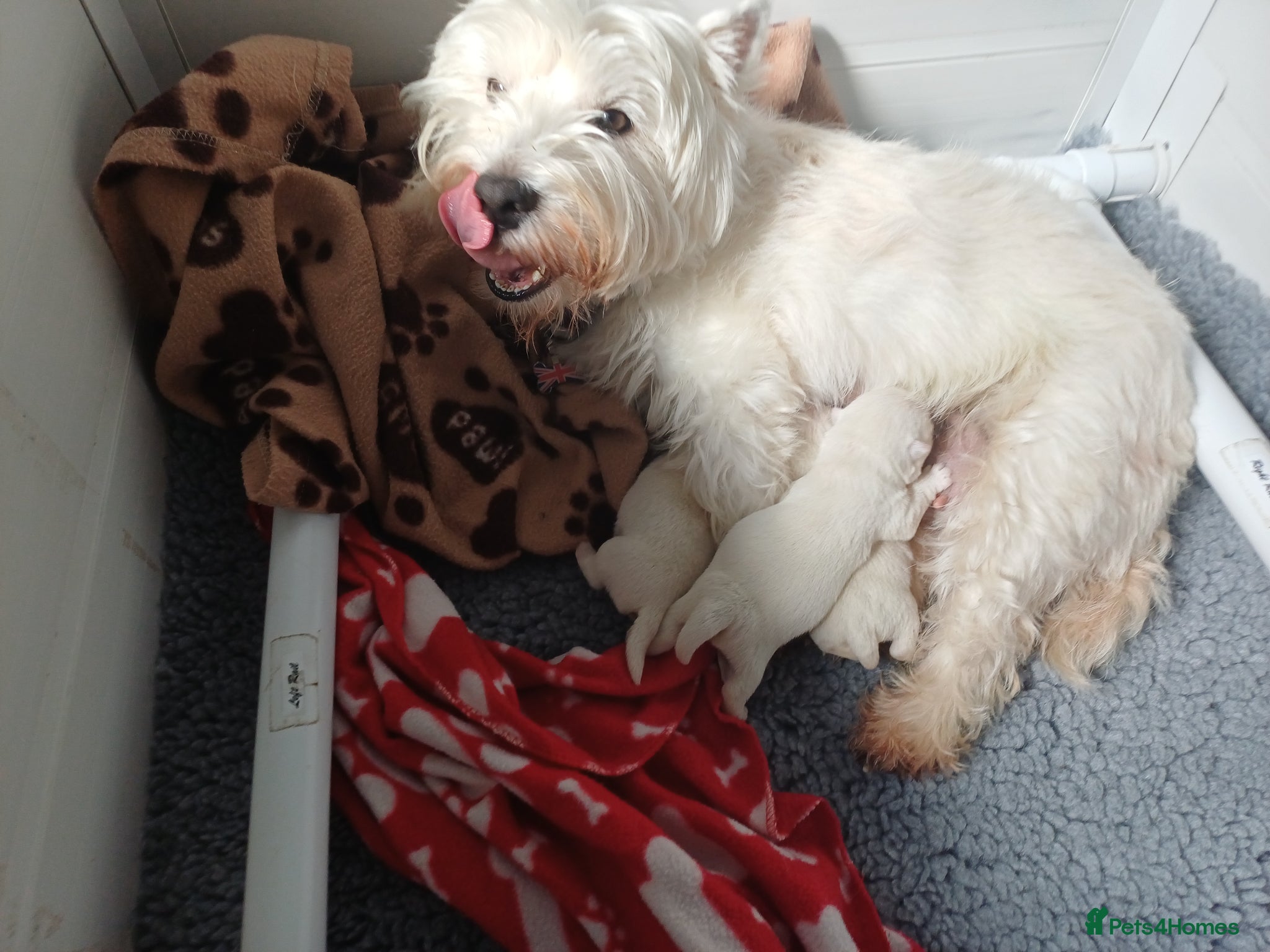 West Highland Terrier dogs Kc registered male pups - Advert 1