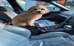 Cavapoo dogs for sale: 6 Beautiful Toy Cavapoo Girls  - Image 33