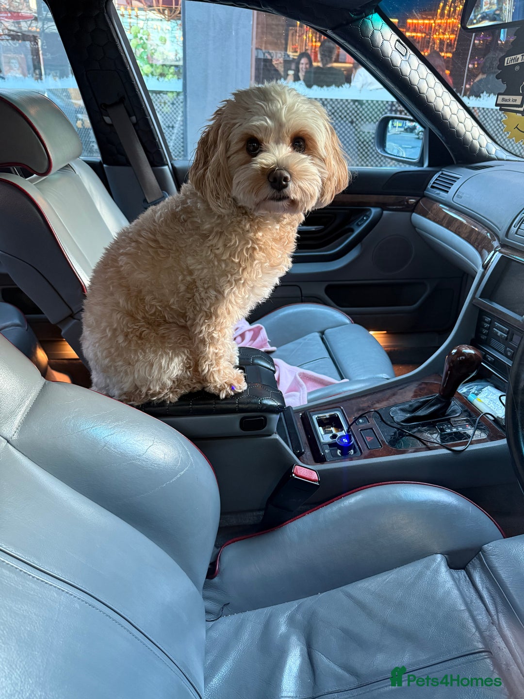 Cavapoo dogs for sale: 6 Beautiful Toy Cavapoo Girls  - Image 33