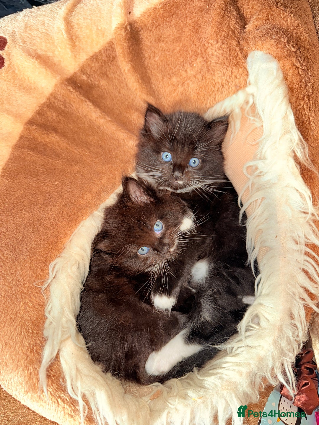 Mixed Breed cats for sale: 4 Beautiful TUXEDO Kittens Available <3 - Advert 9