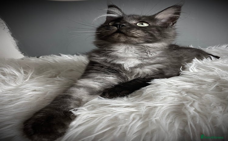 Maine Coon cats - Advert 2