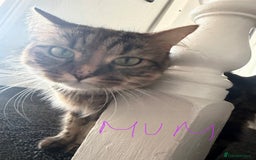 Mixed Breed cats for sale: 1 female tabby & 1 female calico  - Image 14