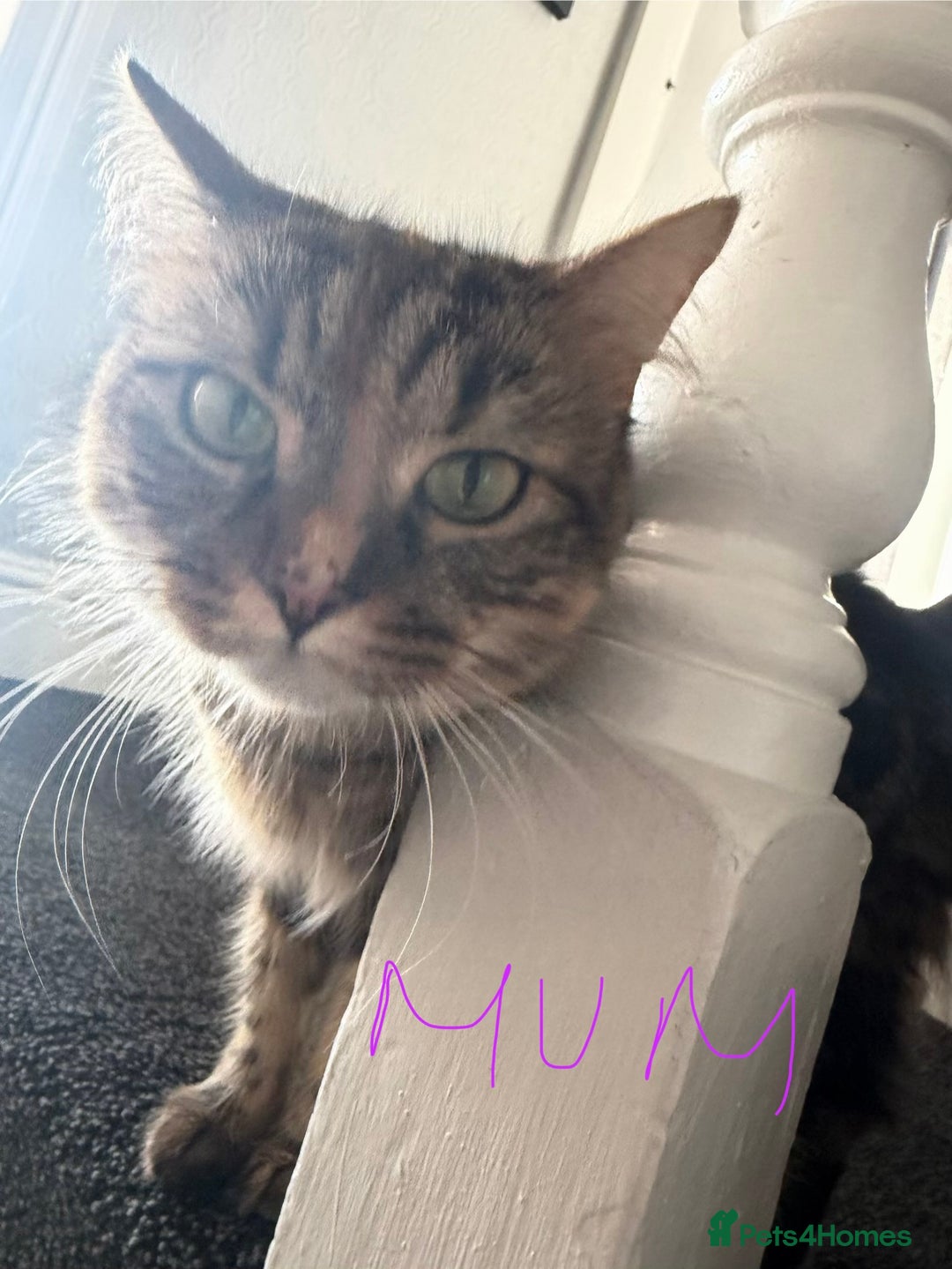 Mixed Breed cats for sale: 1 female tabby & 1 female calico  - Image 14
