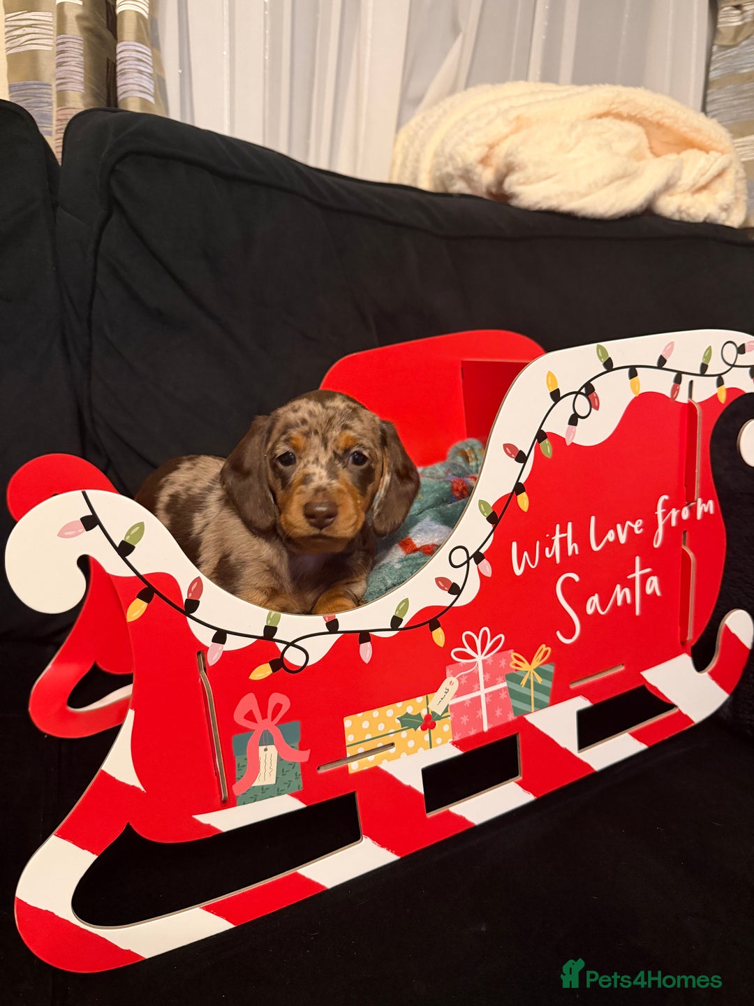 Miniature Dachshund dogs for sale: KC reg Miniature Dachshunds available 24thDecember - Advert 30