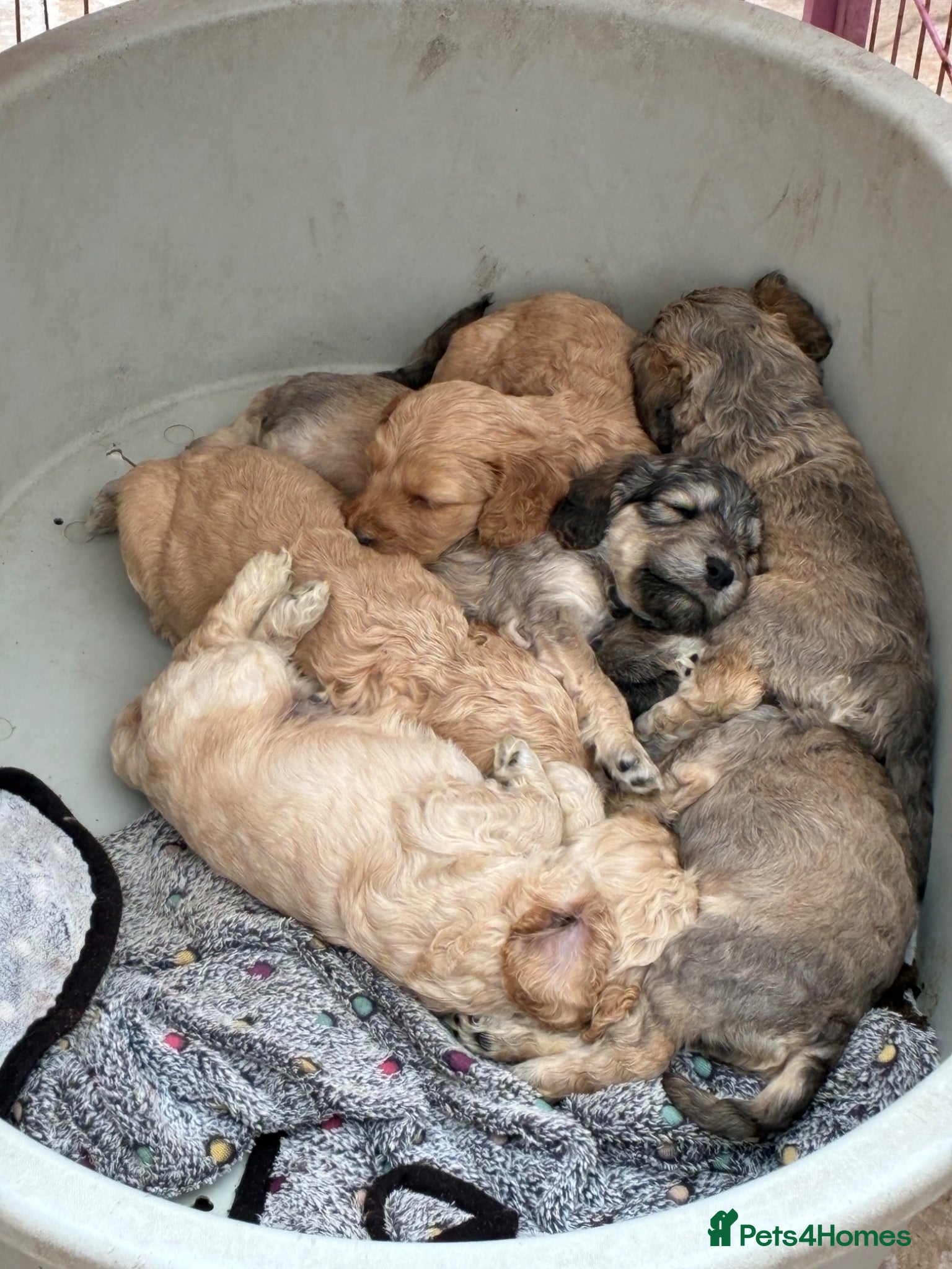 Cockapoo dogs 6 Gorgeous F1 Cockapoo puppies!!  - Advert 1