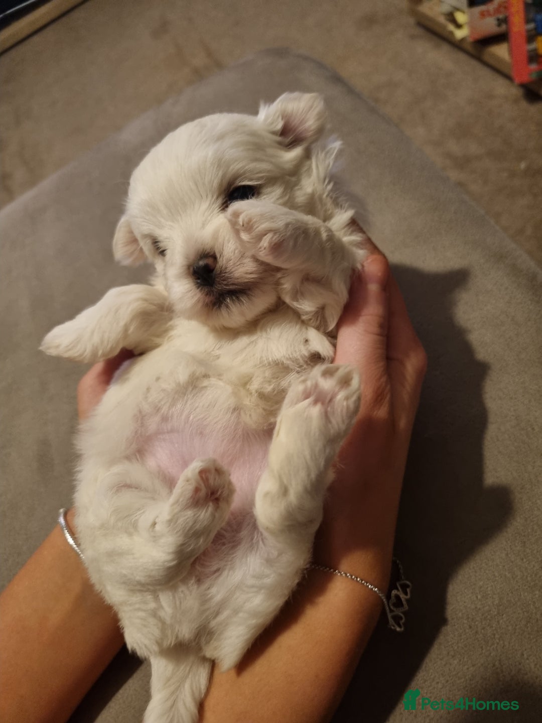 Maltese dogs for sale: Beautiful miniature maltese puppies  - Image 6