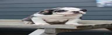 English Bulldog 3