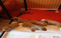 Cockapoo dogs for sale: Beautiful Cockapoo Pups  - Image 2