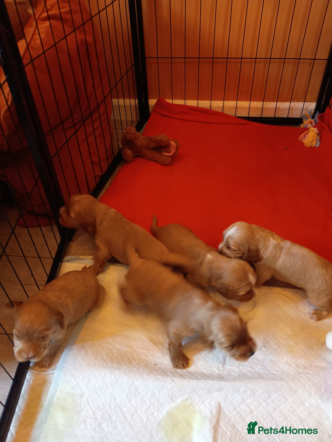 Cockapoo dogs for sale: Beautiful Cockapoo Pups  - Image 2