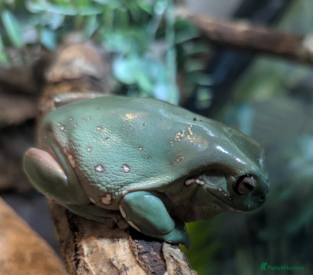 Frog reptiles for sale: Whites tree frog tadpoles ready soon - Advert 3