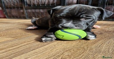 Staffordshire Bull Terrier dogs - Advert 4