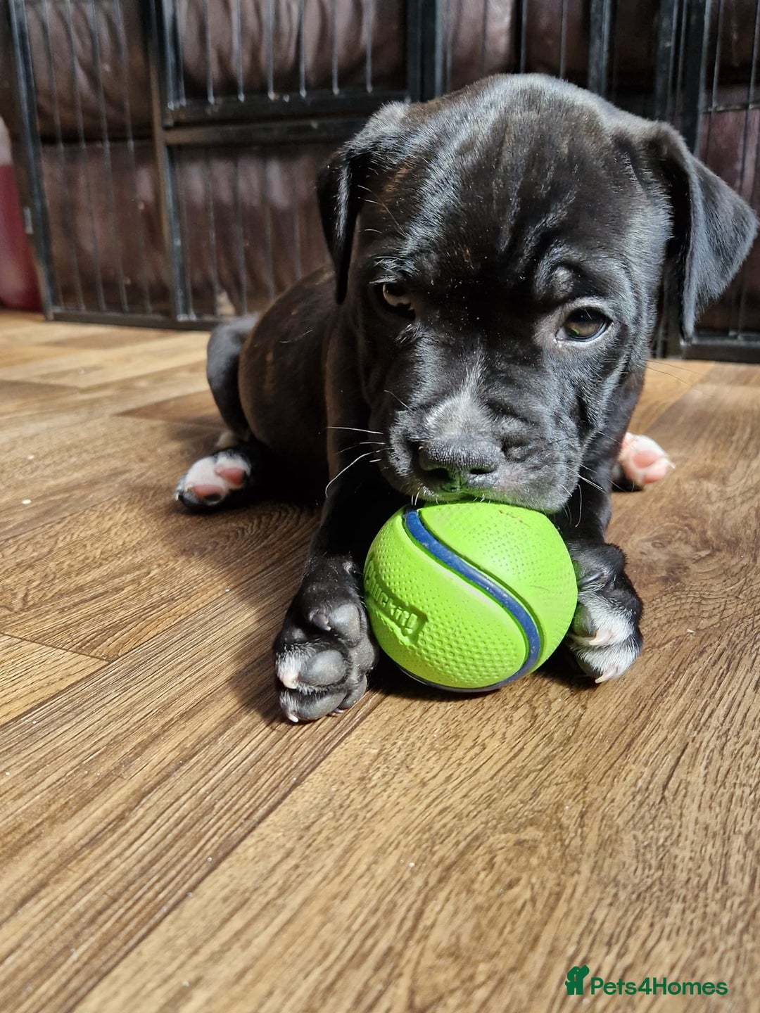 Staffordshire Bull Terrier dogs for sale: KC Reg Staffy Pups – Beautiful Chunky Puppys - Image 2