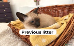 Siamese cats for sale: Traditional Siamese baby’s  - Image 2