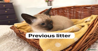 Siamese cats - Advert 12