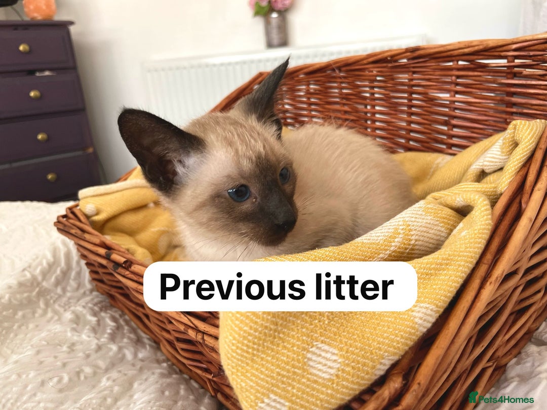 Siamese cats for sale: Traditional Siamese baby’s  - Image 2