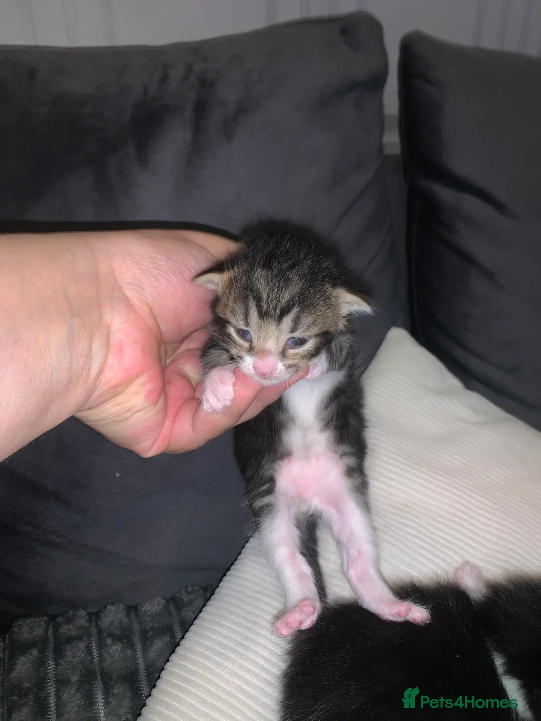 Mixed Breed cats for sale: kittens in Birmingham - Advert 8