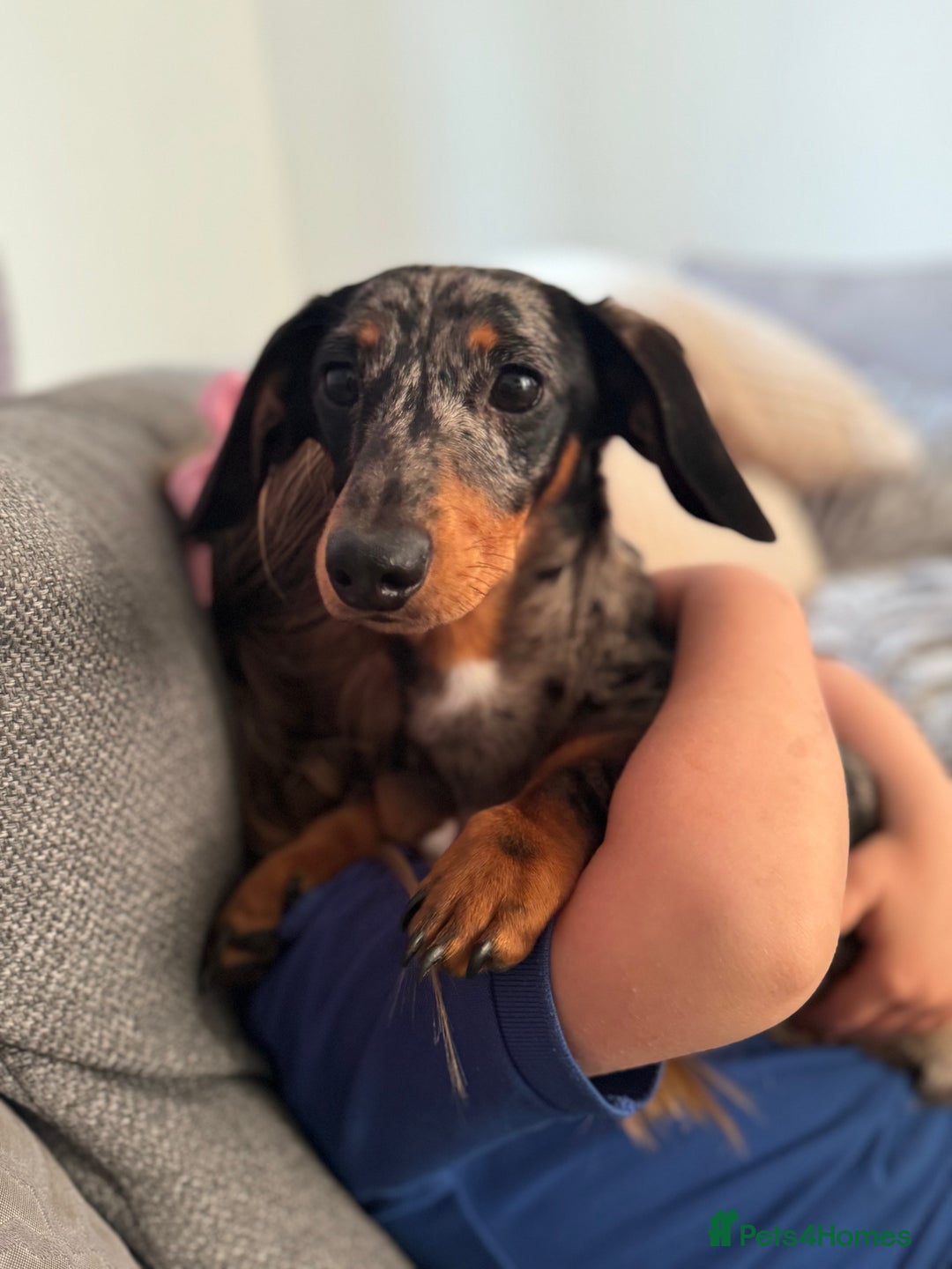 Miniature Dachshund dogs for sale: Miniature daschund - Image 5