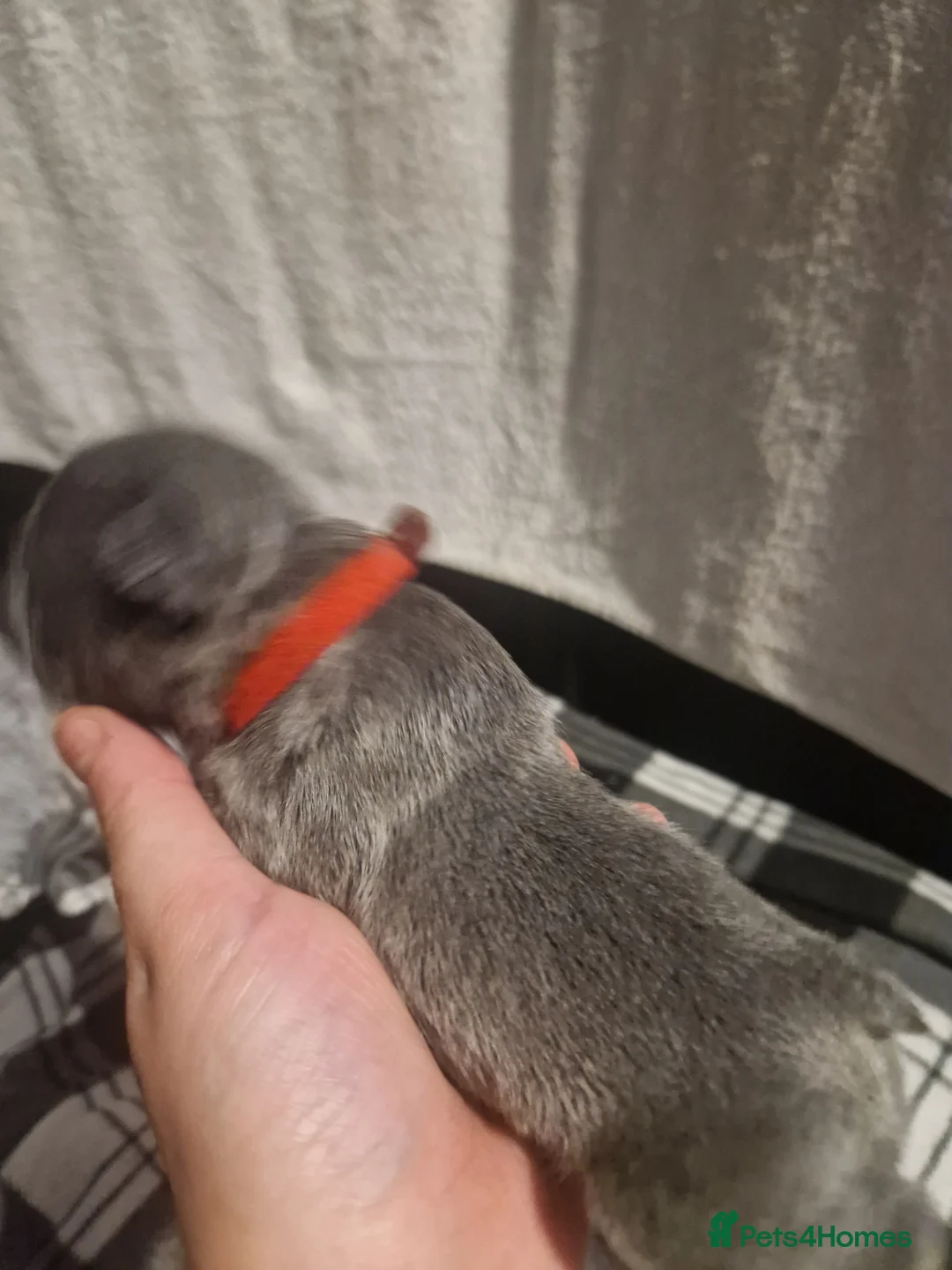 French Bulldog dogs for sale: Lilac blue and merle frenchies  - Advert 17