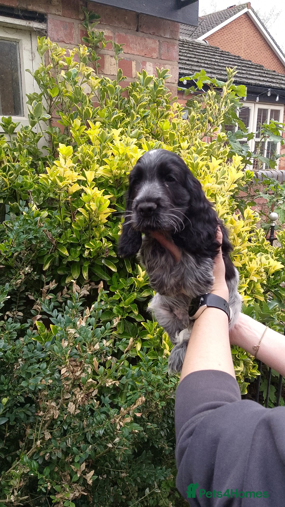 Cocker Spaniel dogs for sale: KC Registered Show type Cocker Spaniels  - Image 37