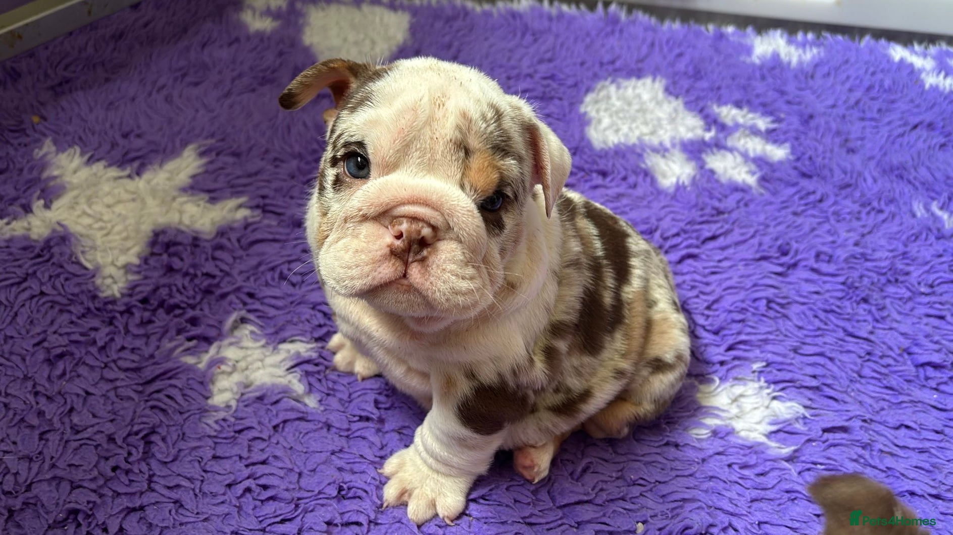 English Bulldog dogs Beautiful bulldog puppies  - Advert 6