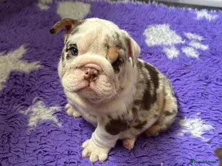English Bulldog dogs Beautiful bulldog puppies - Advert 6