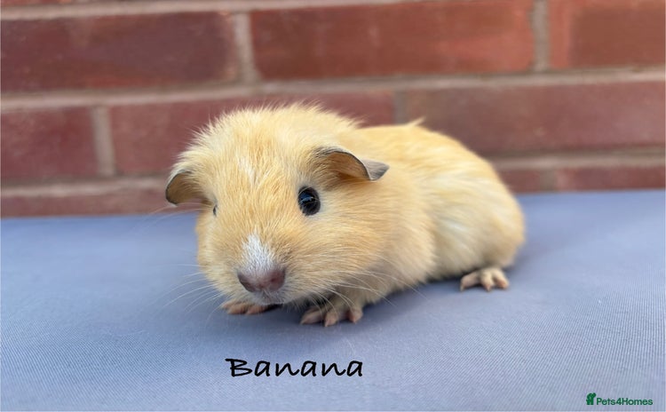Guinea Pig rodents - Advert 7