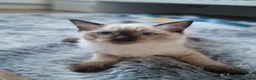 Ragdoll cats for sale: 2 nice 3 months kittens looking for new homes - Advert 6