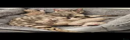 Bengal cats for sale: Snow mink bengals - Advert 2