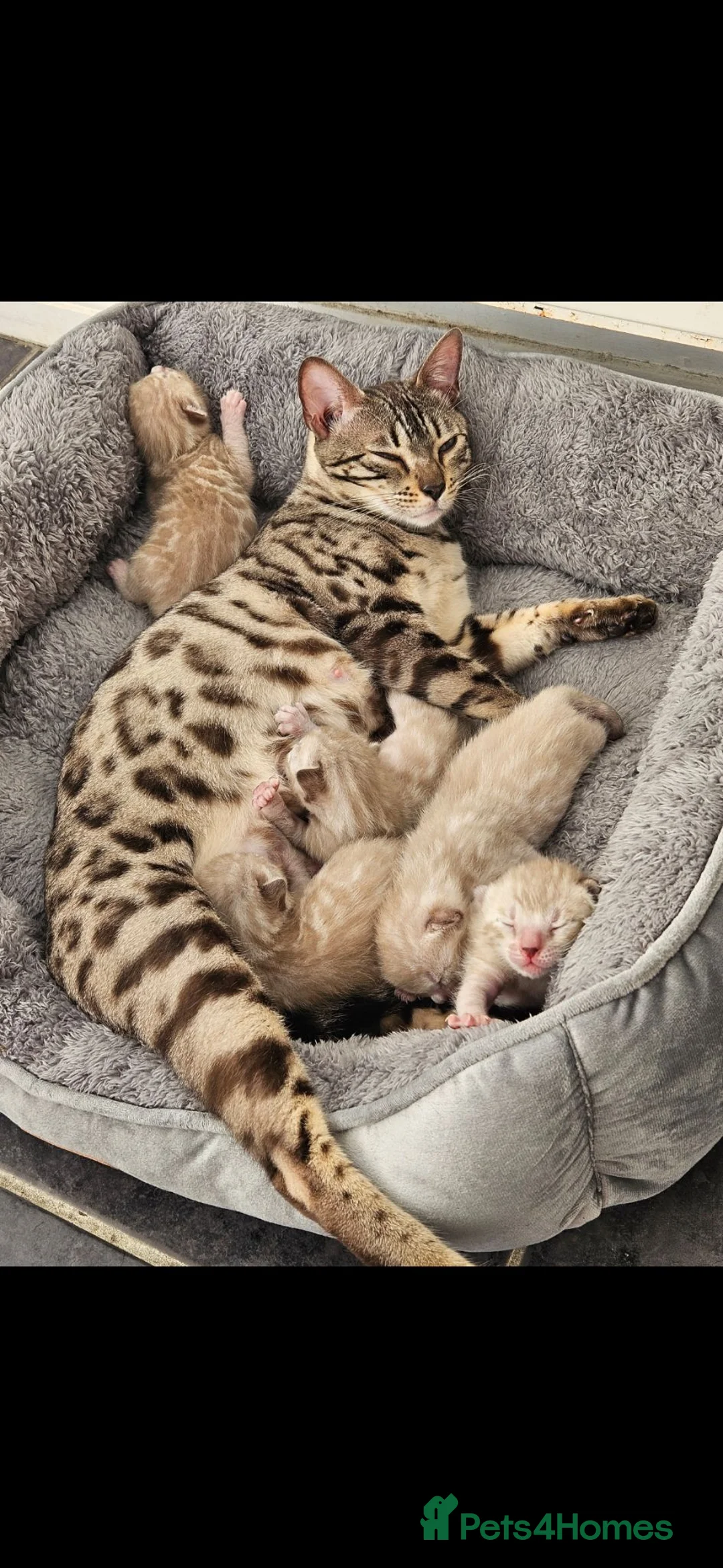 Bengal cats for sale: Snow mink bengals - Advert 2