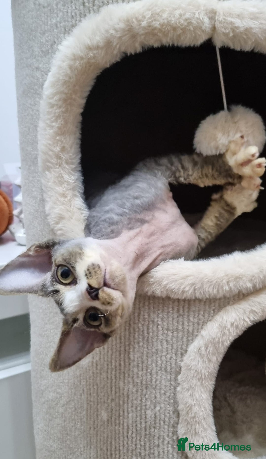 Devon Rex cats for sale: ❤️🐱Brown mackerel tabby Devon Rex ❤️🐱 - Advert 21