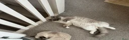 Ragdoll cats for sale: Purebred champion blood line ragdolls - Advert 6