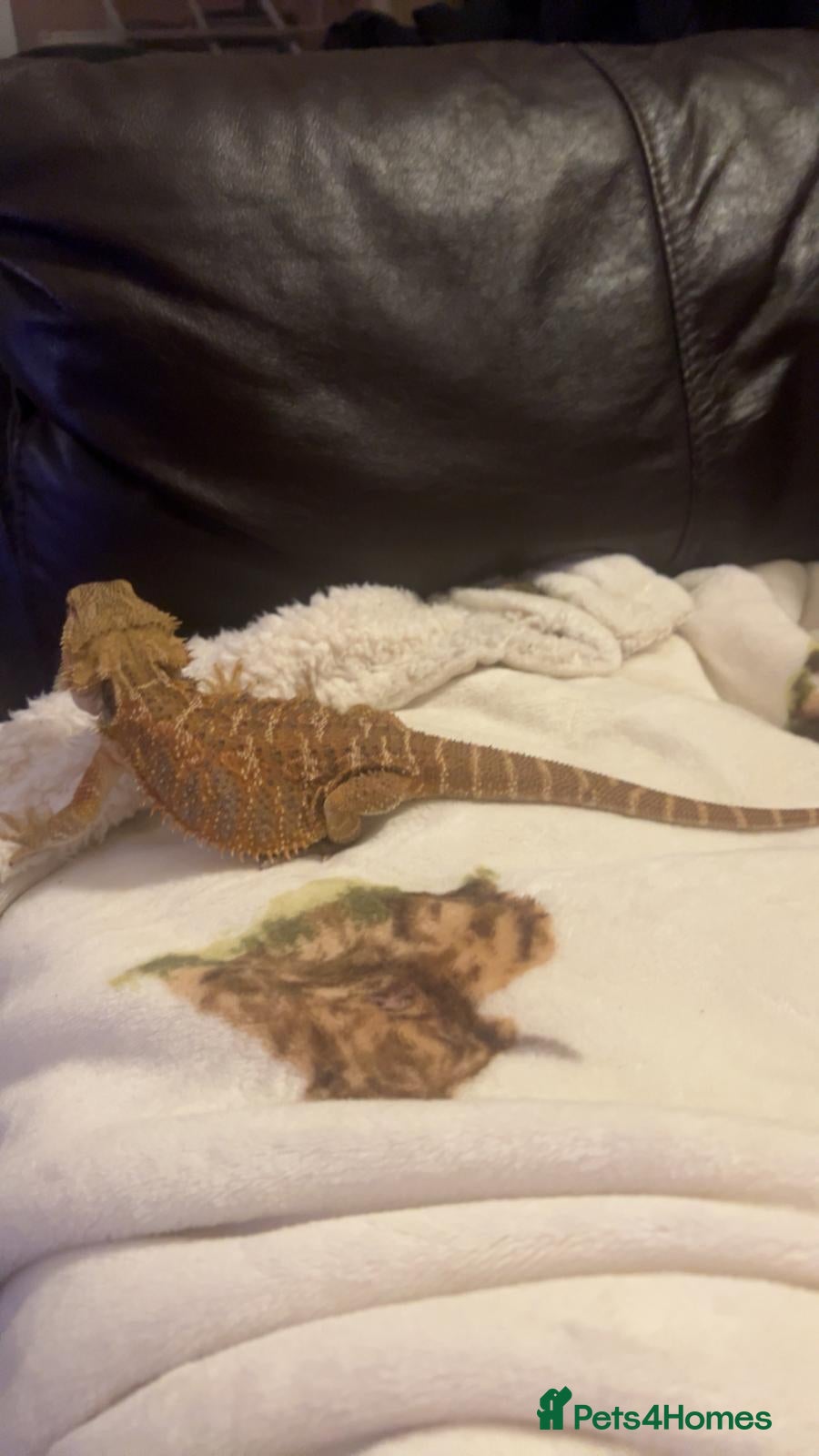 Bearded Dragon reptiles Bearded dragon  - Advert 2