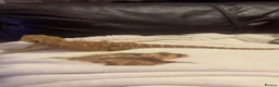 Bearded Dragon reptiles for sale: Bearded dragon  - Advert 1