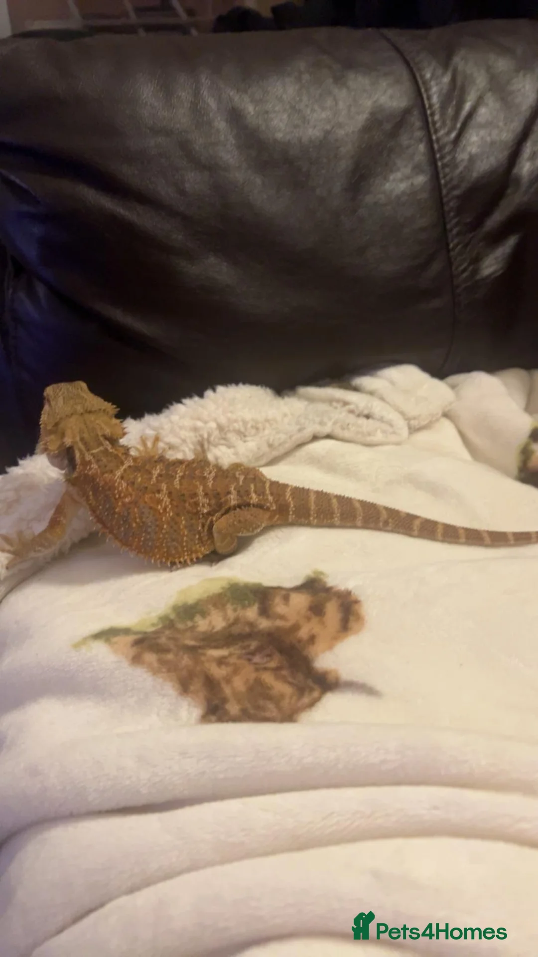 Bearded Dragon reptiles for sale: Bearded dragon  - Advert 1