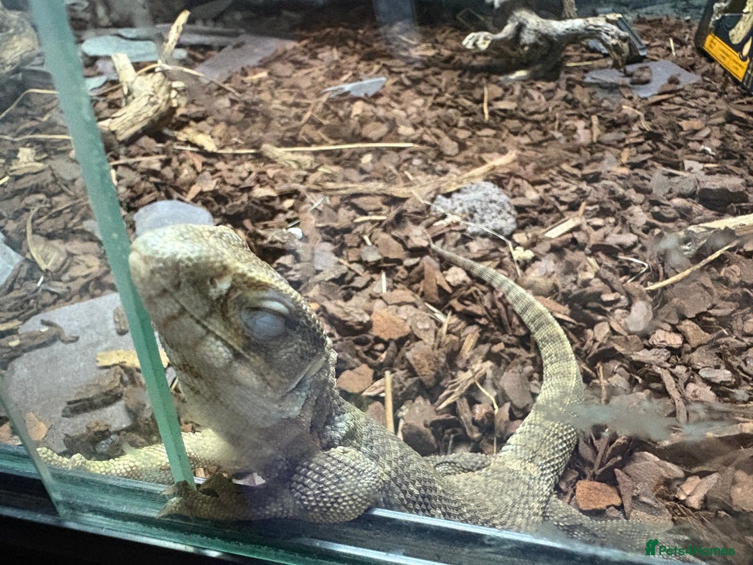 Monitor reptiles for sale: Bosc monitor  - Advert 3