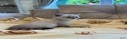 Mixed Breed cats for sale: Siberian x Scottish Folded Kittens - Advert 8