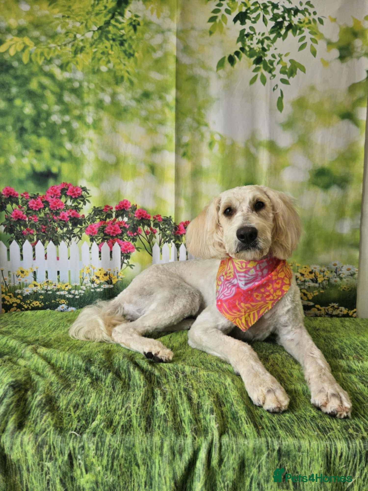 Goldendoodle dogs Golden doodle - Advert 1