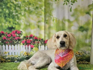 Goldendoodle dogs Golden doodle - Advert 1