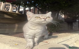 British Shorthair cats for sale: British Shorthair Girl Full of Personality! - Image 5