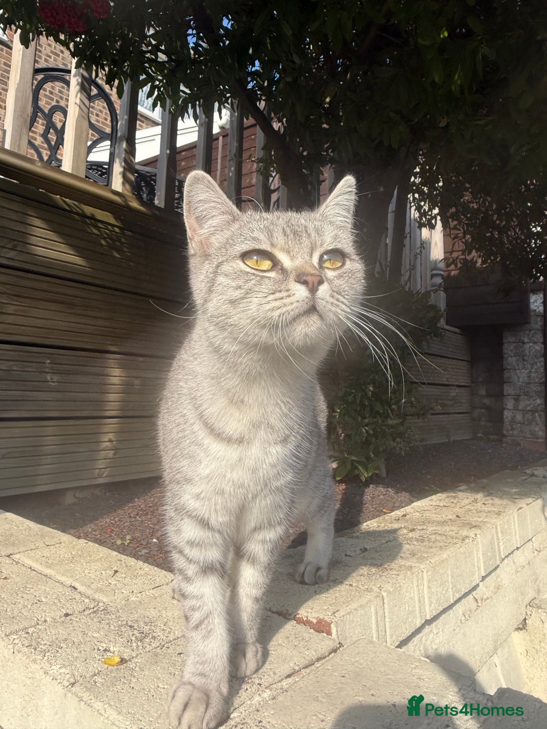 British Shorthair cats for sale: British Shorthair Girl Full of Personality! - Image 5