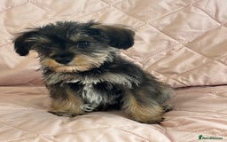 Schnoodle dogs for sale: *Stunning Shnoodles* - Image 3