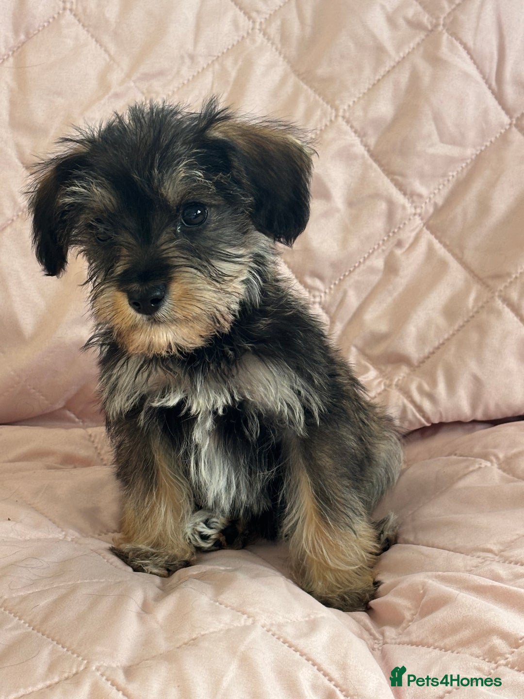 Schnoodle dogs for sale: *Stunning Shnoodles* - Image 3