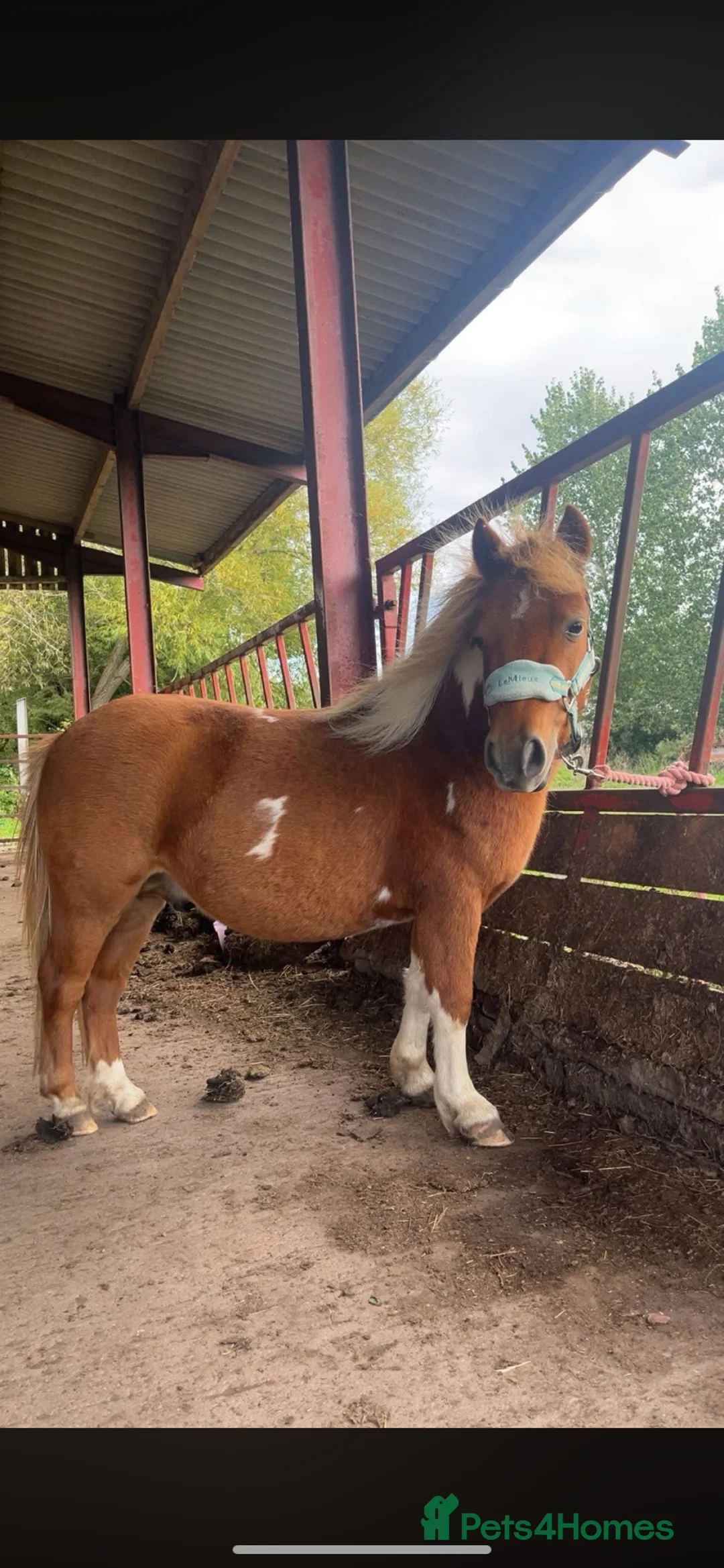 Dartmoor horses for sale: Miniature shetland - Advert 1