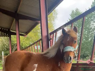 Dartmoor horses Miniature shetland - Advert 10