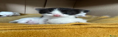 Tabby and Ragdolls mix