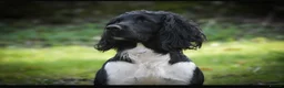 English Springer Spaniel dogs for sale: Heavily Marked Dog pups available  - Advert 8