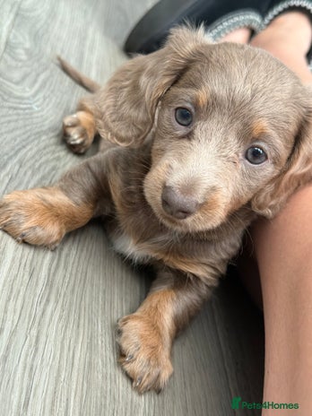 Miniature Dachshund dogs - Advert 3